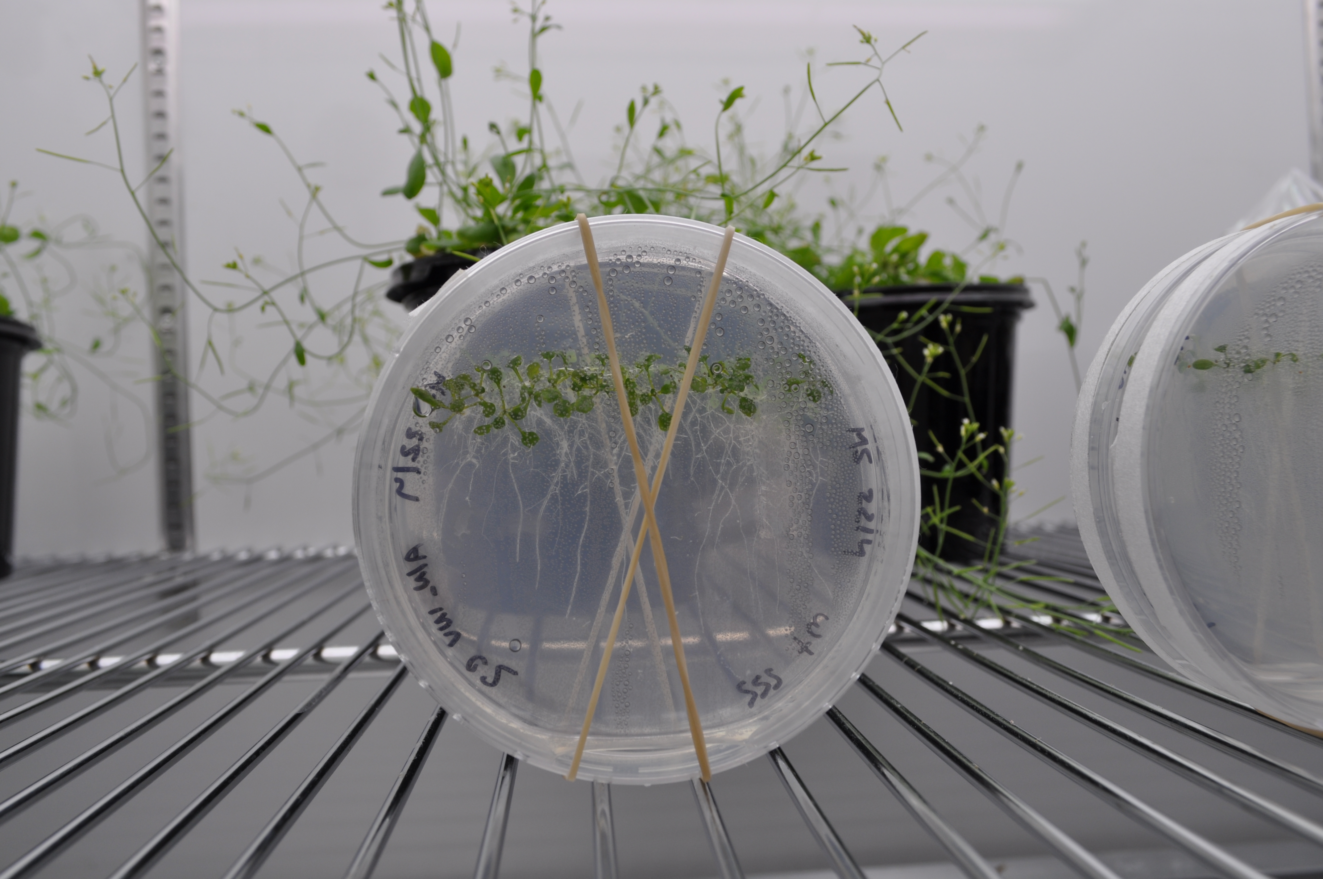 Placas de Arabidopsis