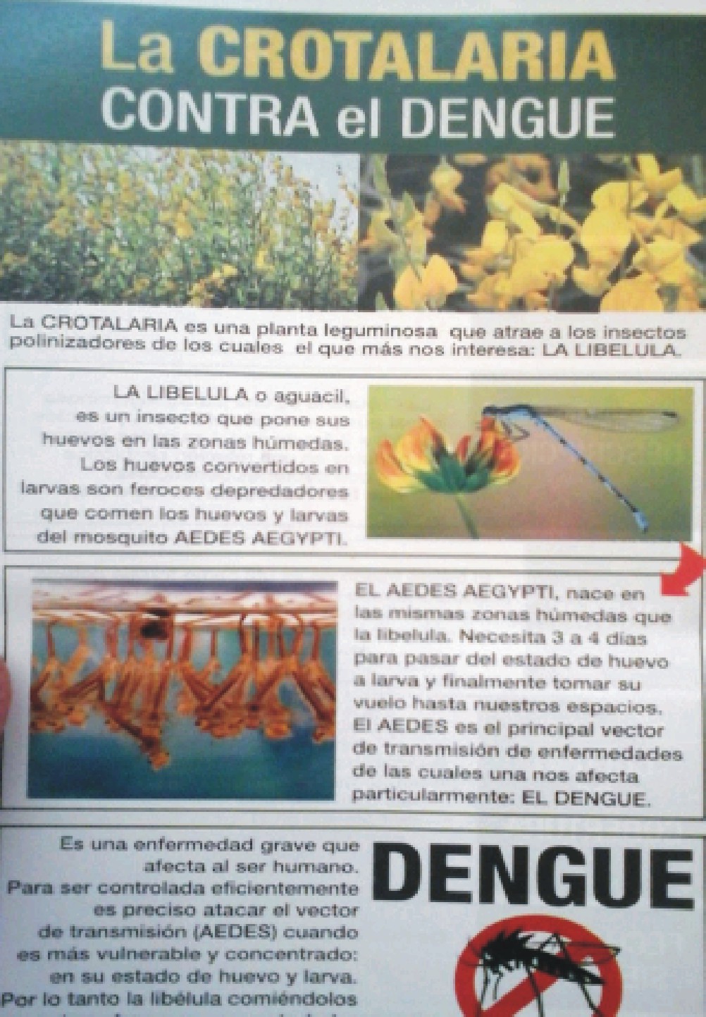 Libelulas-Mosquito