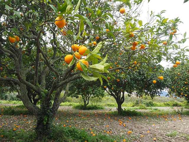 orange-tree-1117420_640